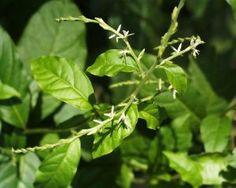 Guinea hen weed anamu